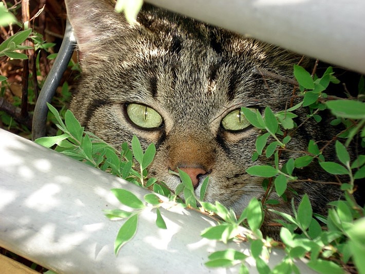 Tierarztpraxis Matzen Fellbach